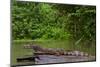 Crowned dwarf caiman male resting on a log. Yasuni National Park, Orellana, Ecuador-Lucas Bustamante-Mounted Photographic Print