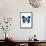 Crowned Hairstreak Butterfly-Lawrence Lawry-Framed Stretched Canvas displayed on a wall