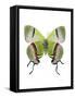 Crowned Hairstreak Butterfly-Lawrence Lawry-Framed Stretched Canvas