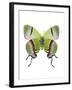 Crowned Hairstreak Butterfly-Lawrence Lawry-Framed Premium Photographic Print