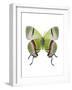 Crowned Hairstreak Butterfly-Lawrence Lawry-Framed Photographic Print