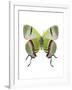 Crowned Hairstreak Butterfly-Lawrence Lawry-Framed Photographic Print