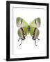 Crowned Hairstreak Butterfly-Lawrence Lawry-Framed Photographic Print