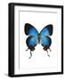 Crowned Hairstreak Butterfly-Lawrence Lawry-Framed Photographic Print