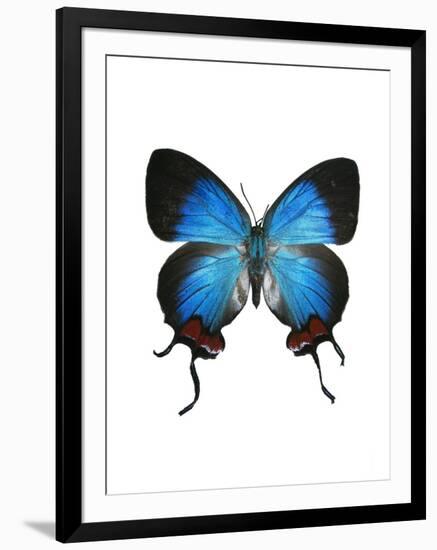 Crowned Hairstreak Butterfly-Lawrence Lawry-Framed Photographic Print
