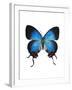 Crowned Hairstreak Butterfly-Lawrence Lawry-Framed Photographic Print