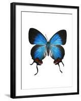 Crowned Hairstreak Butterfly-Lawrence Lawry-Framed Photographic Print