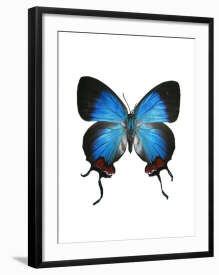 Crowned Hairstreak Butterfly-Lawrence Lawry-Framed Photographic Print