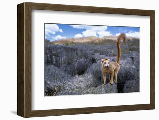 Crowned lemur climbing over limestone, Madagascar-Nick Garbutt-Framed Photographic Print