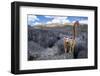 Crowned lemur climbing over limestone, Madagascar-Nick Garbutt-Framed Photographic Print