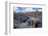 Crowned lemur climbing over limestone, Madagascar-Nick Garbutt-Framed Photographic Print