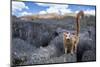 Crowned lemur climbing over limestone, Madagascar-Nick Garbutt-Mounted Photographic Print