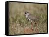 Crowned Plover (Crowned Lapwing) (Vanellus Coronatus)-James Hager-Framed Stretched Canvas