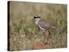 Crowned Plover (Crowned Lapwing) (Vanellus Coronatus)-James Hager-Stretched Canvas