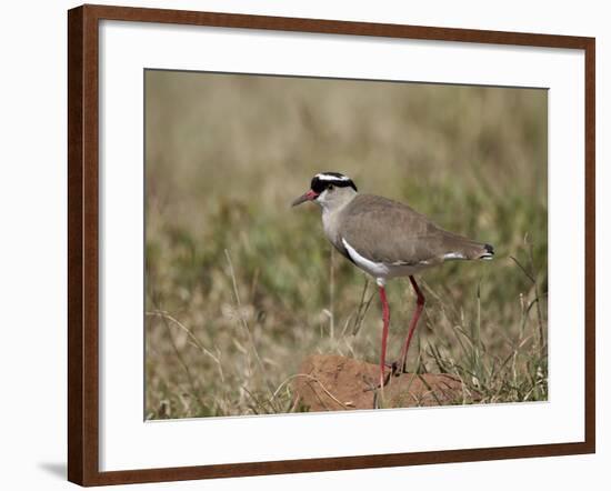 Crowned Plover (Crowned Lapwing) (Vanellus Coronatus)-James Hager-Framed Photographic Print