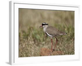 Crowned Plover (Crowned Lapwing) (Vanellus Coronatus)-James Hager-Framed Photographic Print