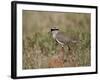 Crowned Plover (Crowned Lapwing) (Vanellus Coronatus)-James Hager-Framed Photographic Print