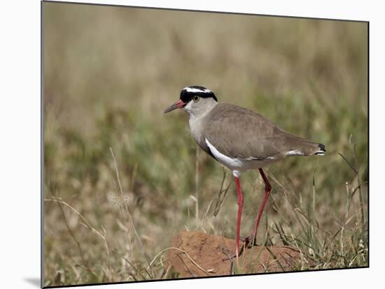 Crowned Plover (Crowned Lapwing) (Vanellus Coronatus)-James Hager-Mounted Photographic Print