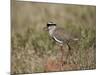 Crowned Plover (Crowned Lapwing) (Vanellus Coronatus)-James Hager-Mounted Photographic Print