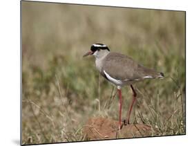 Crowned Plover (Crowned Lapwing) (Vanellus Coronatus)-James Hager-Mounted Photographic Print