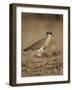 Crowned Plover (Crowned Lapwing) (Vanellus Coronatus)-James Hager-Framed Photographic Print