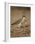 Crowned Plover (Crowned Lapwing) (Vanellus Coronatus)-James Hager-Framed Photographic Print