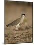 Crowned Plover (Crowned Lapwing) (Vanellus Coronatus)-James Hager-Mounted Photographic Print