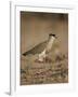 Crowned Plover (Crowned Lapwing) (Vanellus Coronatus)-James Hager-Framed Photographic Print