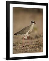 Crowned Plover (Crowned Lapwing) (Vanellus Coronatus)-James Hager-Framed Photographic Print