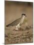 Crowned Plover (Crowned Lapwing) (Vanellus Coronatus)-James Hager-Mounted Photographic Print