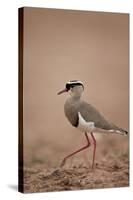 Crowned Plover (Crowned Lapwing) (Vanellus Coronatus)-James Hager-Stretched Canvas