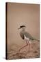 Crowned Plover (Crowned Lapwing) (Vanellus Coronatus)-James Hager-Stretched Canvas