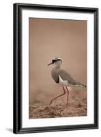 Crowned Plover (Crowned Lapwing) (Vanellus Coronatus)-James Hager-Framed Photographic Print