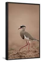 Crowned Plover (Crowned Lapwing) (Vanellus Coronatus)-James Hager-Framed Photographic Print