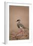 Crowned Plover (Crowned Lapwing) (Vanellus Coronatus)-James Hager-Framed Photographic Print