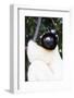 Crowned Verreaux's Sifaka (propithecus verreauxi coronatus), Nosy Iranja, northern area, Madagascar-Christian Kober-Framed Photographic Print