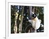 Crowned Verreaux's Sifaka (propithecus verreauxi coronatus), Nosy Iranja, northern area, Madagascar-Christian Kober-Framed Photographic Print