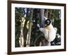 Crowned Verreaux's Sifaka (propithecus verreauxi coronatus), Nosy Iranja, northern area, Madagascar-Christian Kober-Framed Photographic Print