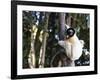 Crowned Verreaux's Sifaka (propithecus verreauxi coronatus), Nosy Iranja, northern area, Madagascar-Christian Kober-Framed Photographic Print