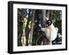 Crowned Verreaux's Sifaka (propithecus verreauxi coronatus), Nosy Iranja, northern area, Madagascar-Christian Kober-Framed Photographic Print