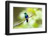 Crowned Woodnymph (Thalurania colombica) at Arenal Volcano National Park, Costa Rica-Matthew Williams-Ellis-Framed Photographic Print