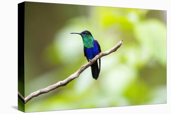 Crowned Woodnymph (Thalurania colombica) at Arenal Volcano National Park, Costa Rica-Matthew Williams-Ellis-Stretched Canvas