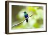 Crowned Woodnymph (Thalurania colombica) at Arenal Volcano National Park, Costa Rica-Matthew Williams-Ellis-Framed Photographic Print