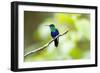 Crowned Woodnymph (Thalurania colombica) at Arenal Volcano National Park, Costa Rica-Matthew Williams-Ellis-Framed Photographic Print