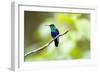 Crowned Woodnymph (Thalurania colombica) at Arenal Volcano National Park, Costa Rica-Matthew Williams-Ellis-Framed Photographic Print