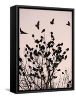 Crows Fly Over a Tree Where Others are Already Camped for the Night at Dusk in Bucharest Romania-null-Framed Stretched Canvas