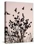 Crows Fly Over a Tree Where Others are Already Camped for the Night at Dusk in Bucharest Romania-null-Stretched Canvas