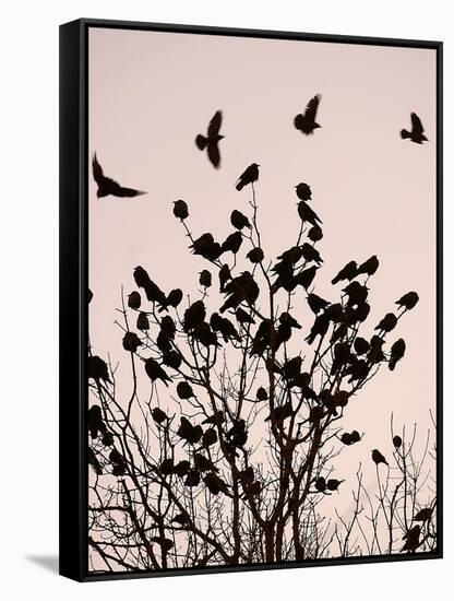 Crows Fly Over a Tree Where Others are Already Camped for the Night at Dusk in Bucharest Romania-null-Framed Stretched Canvas