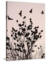 Crows Fly Over a Tree Where Others are Already Camped for the Night at Dusk in Bucharest Romania-null-Stretched Canvas