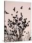 Crows Fly Over a Tree Where Others are Already Camped for the Night at Dusk in Bucharest Romania-null-Stretched Canvas